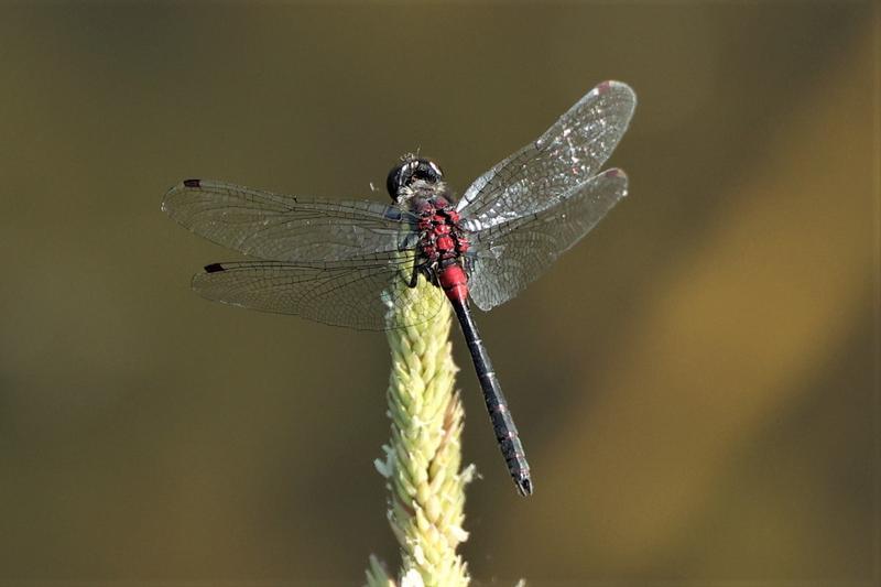 Photo of Crimson-ringed Whiteface