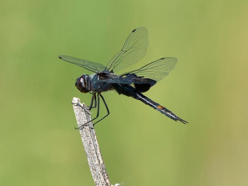Photo of Black Saddlebags