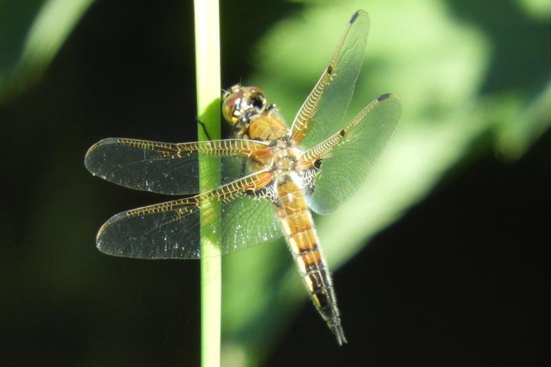 Photo of Four-spotted Skimmer