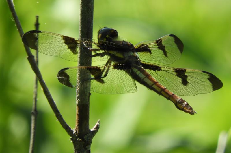 Photo of Twelve-spotted Skimmer