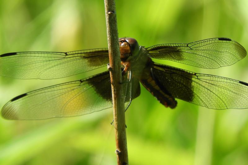 Photo of Widow Skimmer