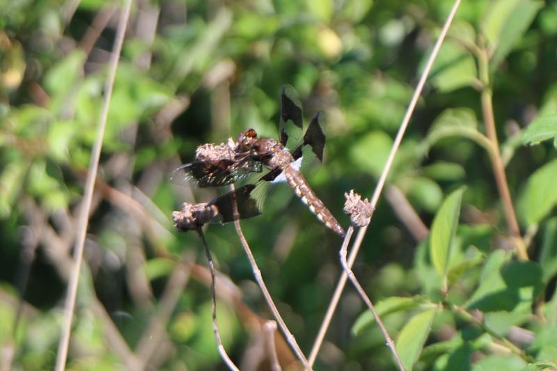 Photo of Common Whitetail