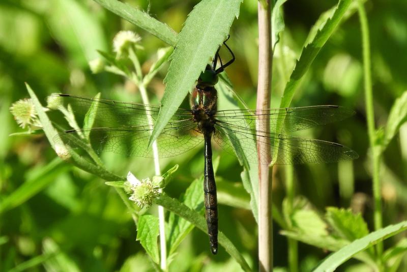 Photo of Hine's Emerald