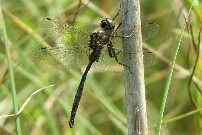 Photo of Hine's Emerald