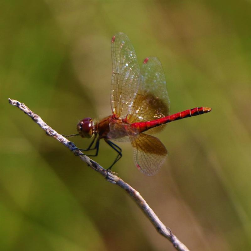 Photo of Band-winged Meadowhawk