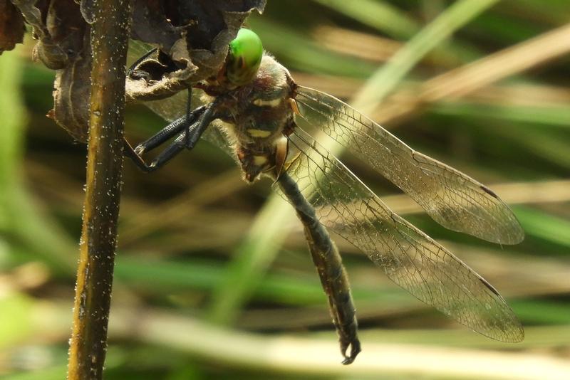 Photo of Hine's Emerald