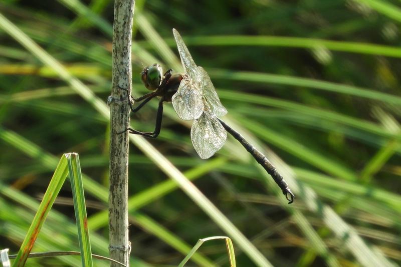 Photo of Hine's Emerald