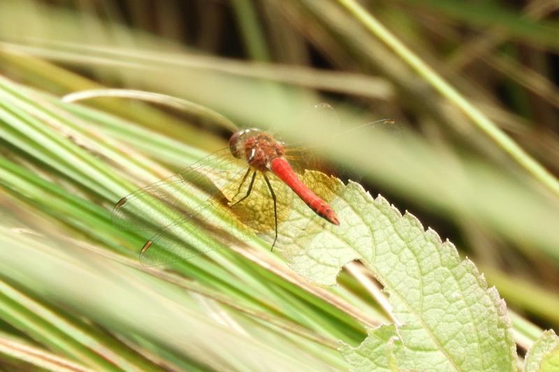 Photo of Band-winged Meadowhawk