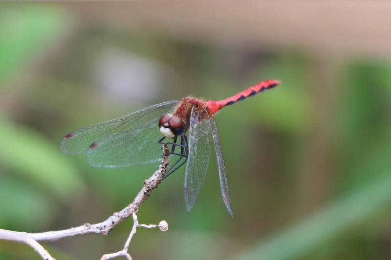 Photo of White-faced Meadowhawk