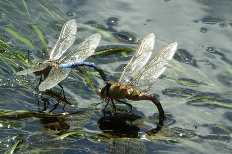 Photo of Common Green Darner