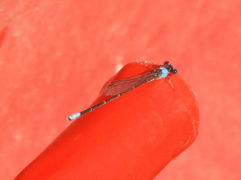 Photo of Blue-fronted Dancer