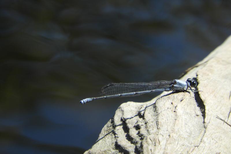 Photo of Powdered Dancer