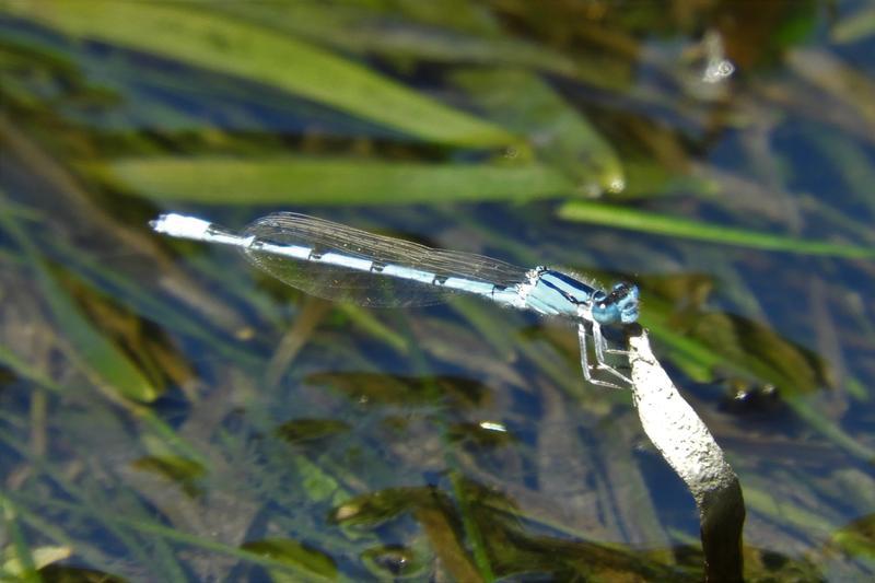 Photo of Familiar Bluet