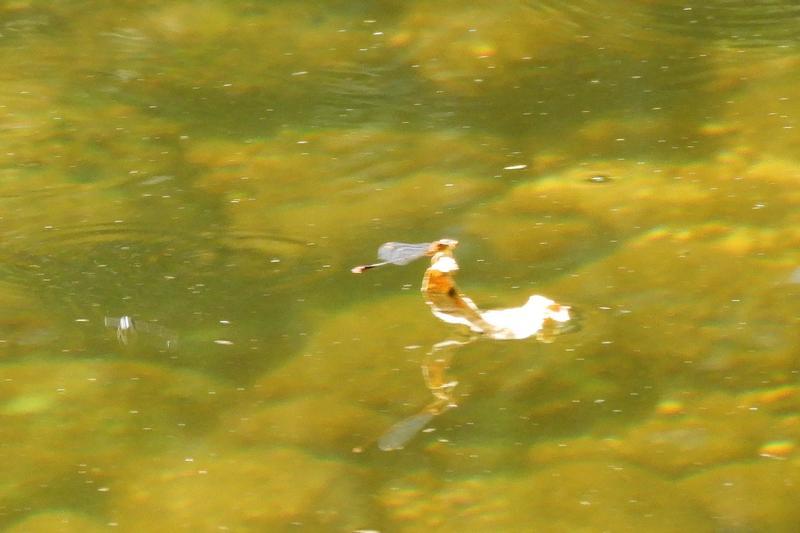 Photo of Orange Bluet