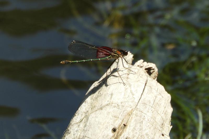 Photo of American Rubyspot