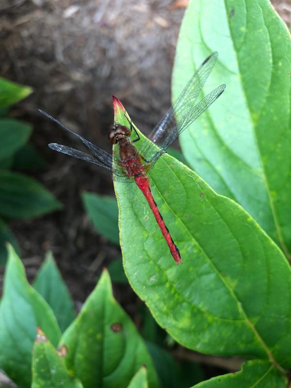 Photo of Ruby Meadowhawk