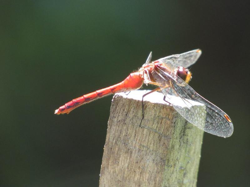 Photo of Ruby Meadowhawk