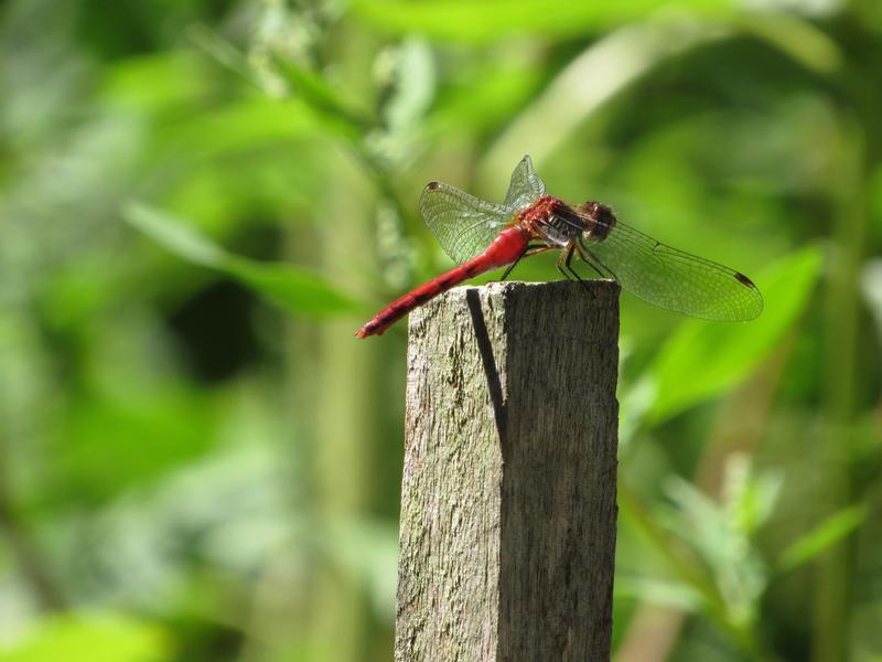 Photo of Ruby Meadowhawk