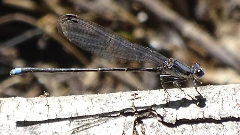 Photo of Blue-tipped Dancer