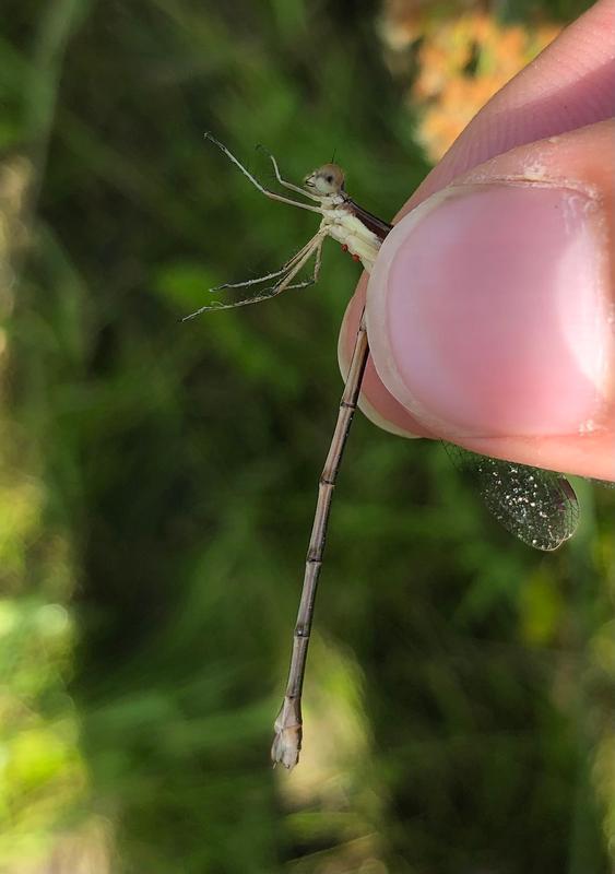 Photo of Emerald Spreadwing