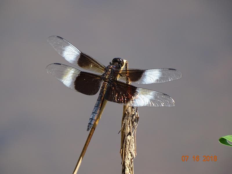 Photo of Widow Skimmer