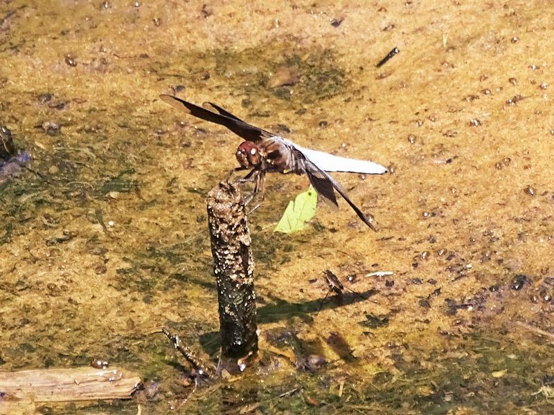 Photo of Common Whitetail