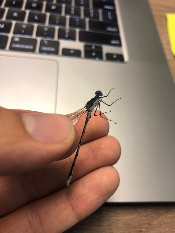 Photo of Sweetflag Spreadwing