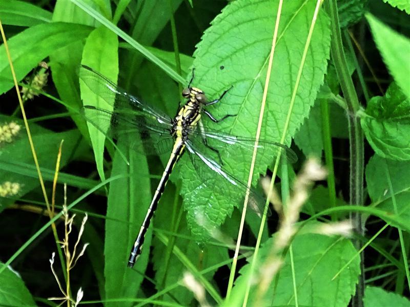 Photo of Riverine Clubtail