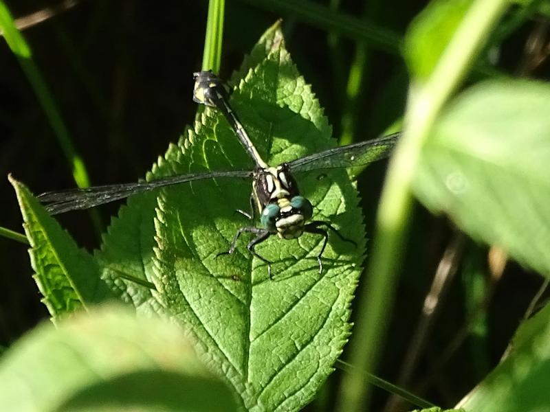 Photo of Riverine Clubtail