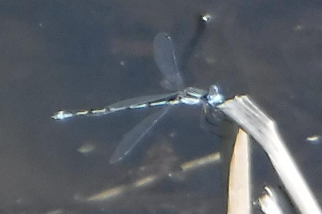 Photo of Southern Spreadwing