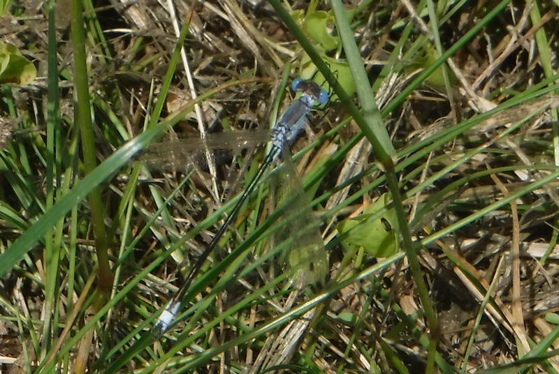 Photo of Lyre-tipped Spreadwing