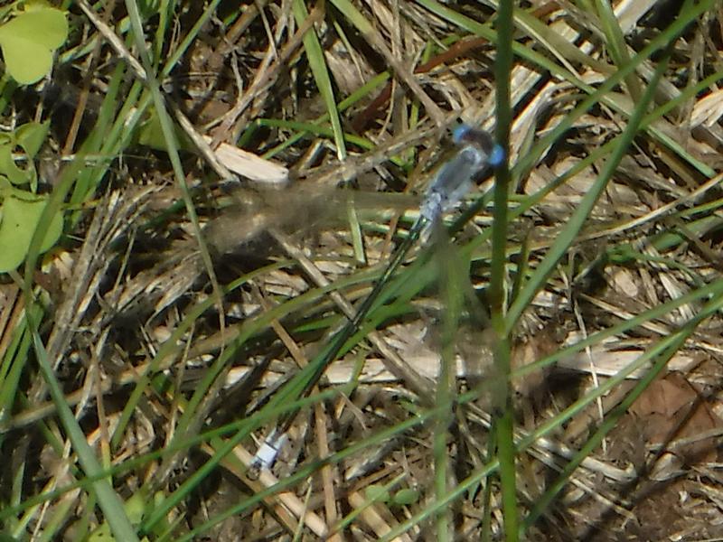 Photo of Lyre-tipped Spreadwing