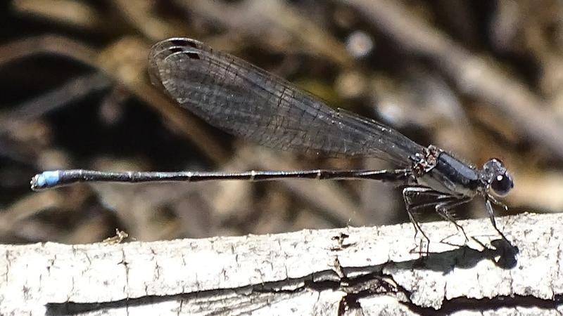 Photo of Blue-tipped Dancer