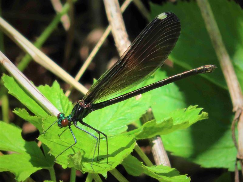 Photo of Ebony Jewelwing