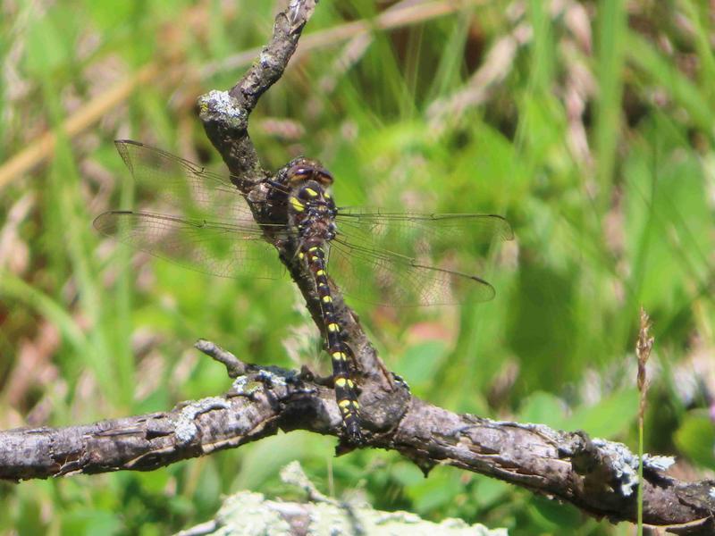 Photo of Twin-spotted Spiketail