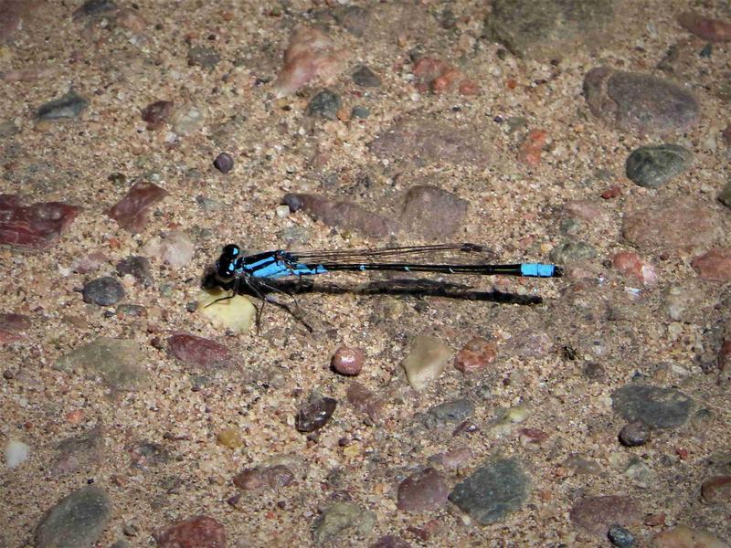 Photo of Skimming Bluet