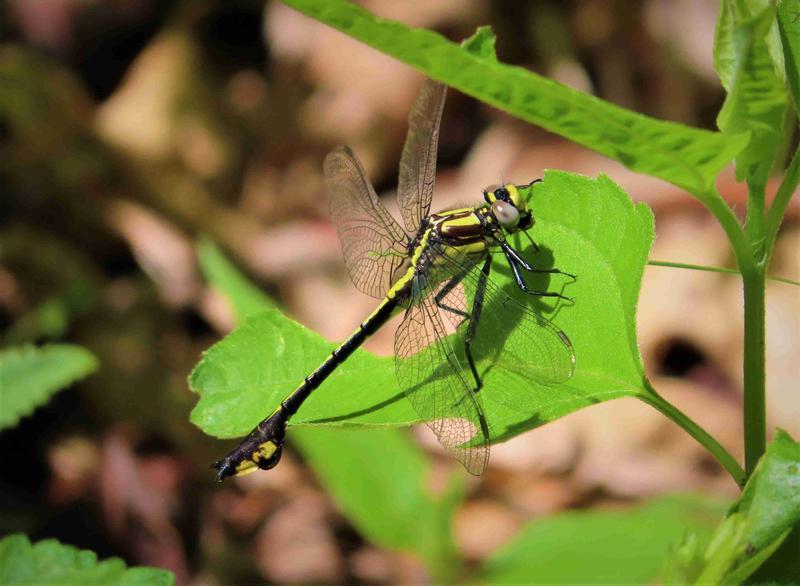 Photo of Skillet Clubtail