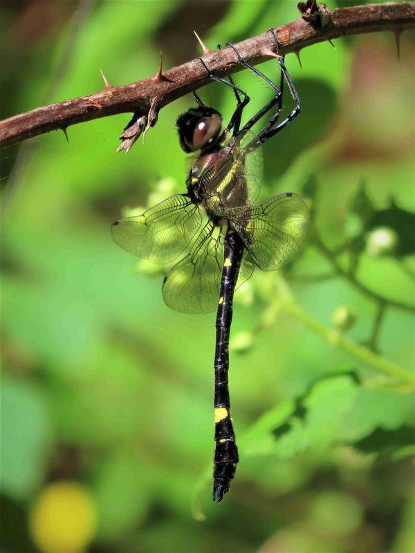 Photo of Swift River Cruiser (Illinois River Cruiser ssp.)