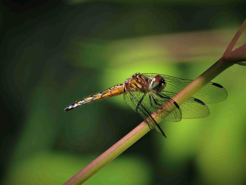 Photo of Blue Dasher