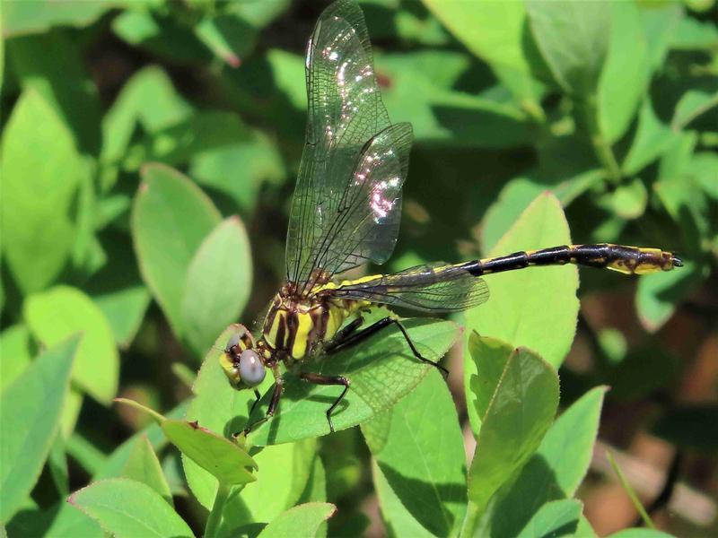 Photo of Lancet Clubtail