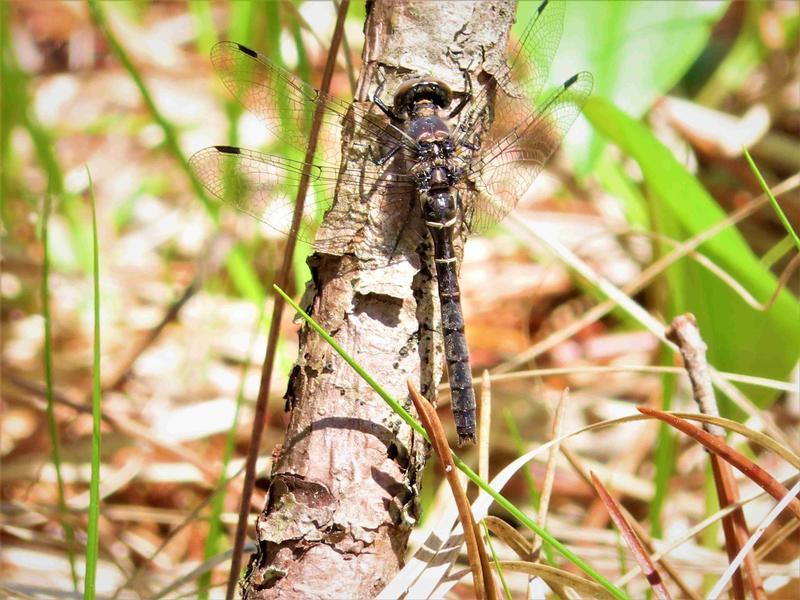 Photo of Ebony Boghaunter