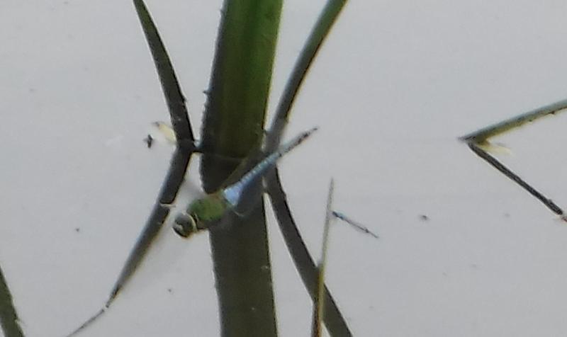 Photo of Common Green Darner