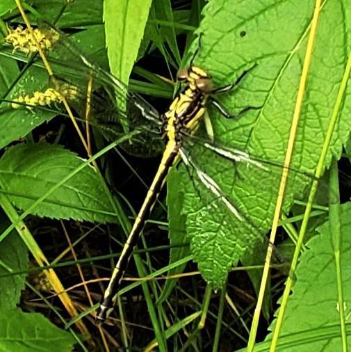 Photo of Riverine Clubtail