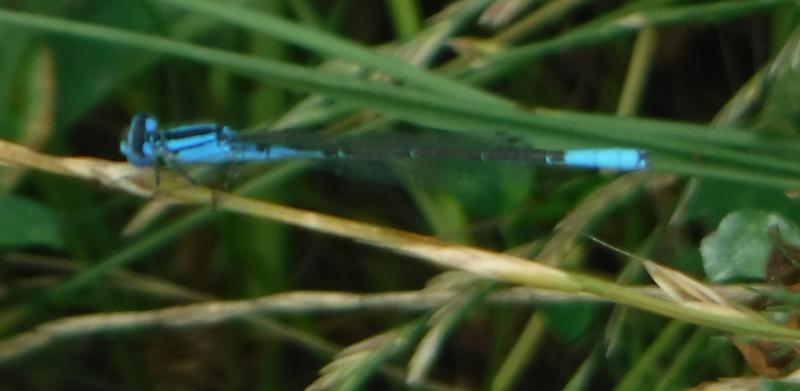 Photo of Azure Bluet