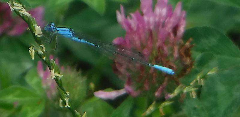 Photo of Azure Bluet