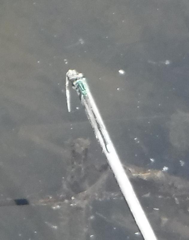 Photo of Eastern Forktail