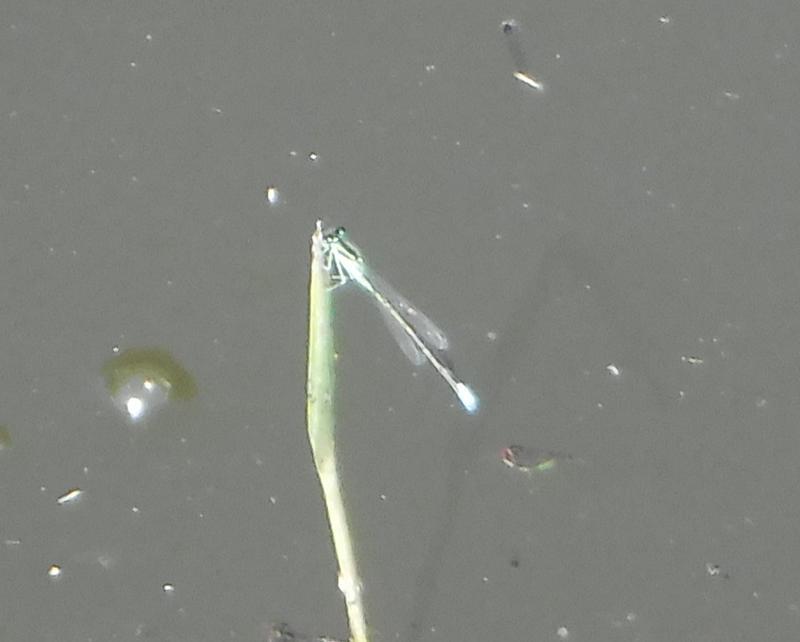 Photo of Eastern Forktail