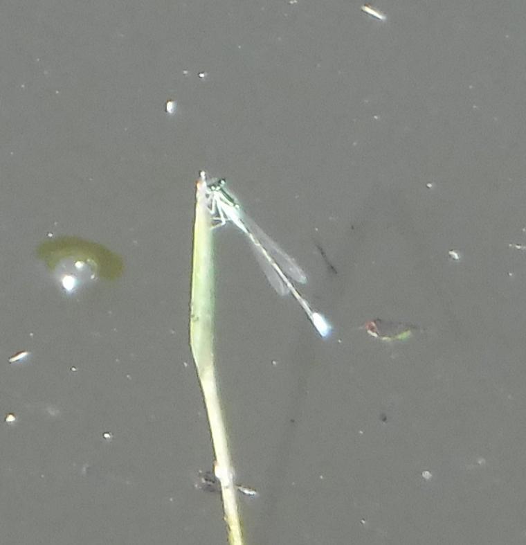 Photo of Eastern Forktail