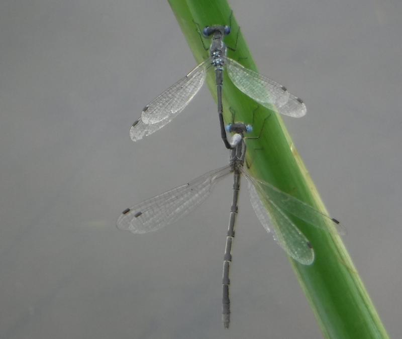 Photo of Southern Spreadwing