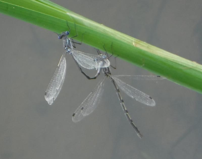 Photo of Southern Spreadwing